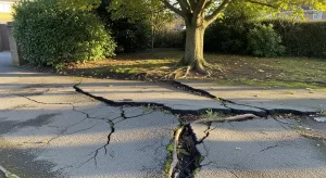 How to Protect Your Driveway from Invasive Tree Root Damage in UK